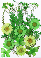 Natuurlijk bloemen DIY-materiaalpakket Embossing Handgemaakte feeënmake-up voor studenten Bruiloft Kerst Gezichtsdecoratie Goedkeuring