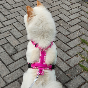 Suministros al por mayor al aire libre en forma de Y arnés para mascotas de gama alta duradero chaleco para mascotas ajustable suave arnés para perros - Product Image 6