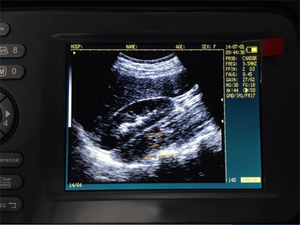 V6 pemindai mesin ultrasonik portabel penggunaan umum, diagnostik <span class=keywords><strong>Ultrasound</strong></span> <span class=keywords><strong>Probe</strong></span> kehamilan untuk penggunaan anjing dan hewan peliharaan - Product Image 2