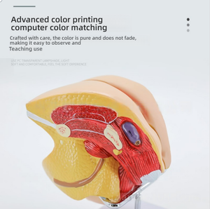 หุ่นจำลอง PVC กายวิภาคของระบบสืบ<span class=keywords><strong>พ</strong></span>ันธุ์เ<span class=keywords><strong>พ</strong></span>ศหญิงสำหรับการ<span class=keywords><strong>ว</strong></span>างแผนครอบครั<span class=keywords><strong>ว</strong></span>ภายในและภายนอกมดลูกและระบบทางเดินปัสสา<span class=keywords><strong>ว</strong></span>ะ - Product Image 3