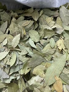 Daun Salam Utuh Alami Murni Berkualitas Tinggi, Kering, Grade Makanan, Bumbu Rempah