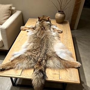 Pieles de Coyote Naturales de Alta Calidad al por Mayor, Pieles de Coyote Genuinas de Lujo para Decoración del Hogar - Product Image 1