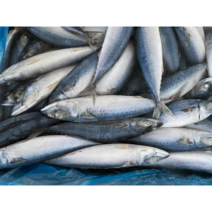 Maquereau du Pacifique surgelé, maquereau frais surgelé, <span class=keywords><strong>poisson</strong></span> surgelé 200-300g, maquereau du Pacifique - Product Image 5