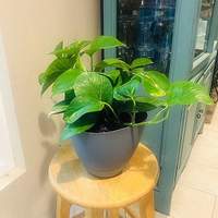 Nouvelle arrivée 4.5L Pots de jardin nordique Pot de pépinière carré de qualité supérieure Jardinière en plastique avec dessus carré arrondi