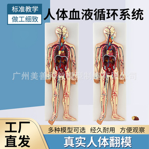Modèle du système nerveux humain : moelle épinière centrale, système circulatoire, système urinaire, système digestif, système endocrinien - Product Image 4