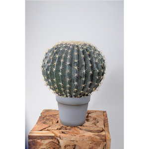 Nhân Tạo Cây Xương Rồng Nhựa <span class=keywords><strong>Bonsai</strong></span> Cây Xương Rồng Bóng Cho Các Loại Khác Nhau Của Trang Trí - Product Image 1