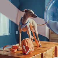 Harnais pour chien Sunraymascota, fabricant de harnais pour chien, harnais pour chien facile à enfiler, personnalisable et réglable, harnais pour chien classique en nylon.