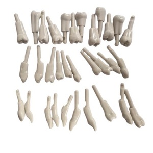 แบบจำลองฟันเรซิ่น KaVo สำหรับฝึกปฏิบัติทางทันตกรรมและการเตรียมฟัน - Product Image 2