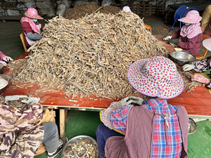 Günstige Gebrochene Cassia für Gemischte Kräuter und Gewürzpulver Großhandel Gewürze Direkt vom Hersteller Export - Product Image 2