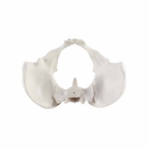 Lebensgroßes menschliches Skelett, weibliches Becken, anatomisches Modell für den medizinischen Unterricht - Product Image 4