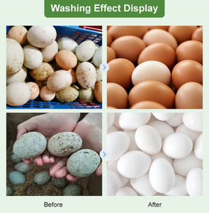 Machine de lavage et de nettoyage automatique des œufs de canard et de poulet pour usage agricole, avec brosse anti-dommages – Nouveauté en promotion - Product Image 5