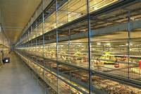Rôtissoire entièrement automatique équipement automatique de sortie de poulet élevage de volailles cage de poussin élevage de poulets de chair récolte