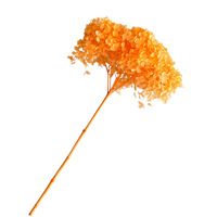 Fleur stabilisée, branche unique d'hortensia Anna, technique de teinture pour une longue durée de vie, pour bouquet de mariage, Noël, Pâques, Fête des Mères