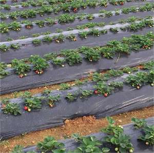Le <span class=keywords><strong>film</strong></span> <span class=keywords><strong>de</strong></span> paillis agricole à grande échelle peut être un <span class=keywords><strong>film</strong></span> <span class=keywords><strong>perforé</strong></span> <span class=keywords><strong>Film</strong></span> noir agricole en matériau PE - Product Image 1