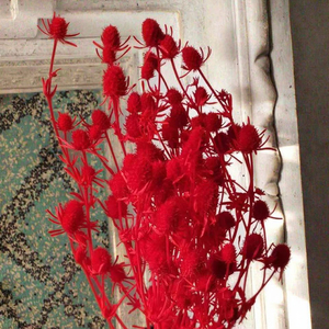 Accesorios de tiro de producción DIY, amante de las flores secas eternas, fruta, espina, apio, flores secas, Día de la madre, Navidad, respetuoso con el medio ambiente - Product Image 6