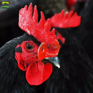 <span class=keywords><strong>Gafas</strong></span> Anti-picoteo de Plástico para Gallinas Ponedoras, Nuevas, para Granjas - Product Image 5