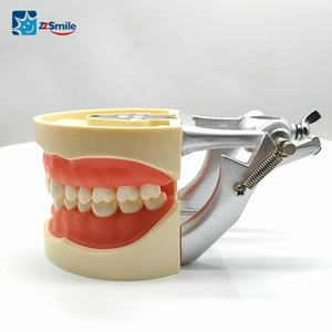 M8012 <span class=keywords><strong>Dental</strong></span> Standaard Tanden Model Met 32Pcs Permanente Vervangbare Tanden - Product Image 2