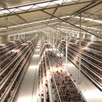 Cage à poules pondeuses, équipement avicole pour l'élevage de poules pondeuses, cages pour animaux