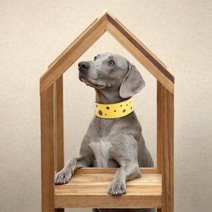 Collar de Perro de Cuero PU de Lujo, Forro Acolchado Ancho y Suave, Hebilla Ajustable, Placa de Identificación Grabada Personalizada, Venta al por Mayor - Product Image 5