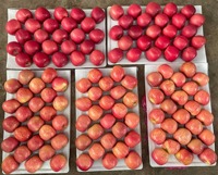 2026 Nieuwe Oogst Verse Rode Fuji Appels China Premium Kwaliteit Zoete Sappige Fuji Appels Groothandel Export Graad 80mm/85mm