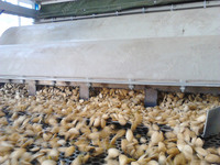 Machine à décortiquer de haute qualité pour les graines de pin du Pakistan, les flocons d'avoine, les graines de citrouille, les graines de tournesol, les graines de chanvre