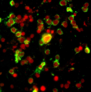 BestScope BS-2044FB <span class=keywords><strong>Microscope</strong></span> biologique binoculaire Fluorescent à éclairage réfléchissant et au mercure - Product Image 6