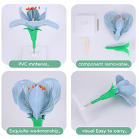 Modèle d'agrandissement de fleur de pois avec ovaires amovibles, pour la dissection des fleurs dicotylédonées, aide pédagogique en sciences médicales et jardinage, en PVC