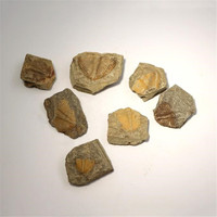 Spécimens fossiles de queue de trilobite naturelle Collection d'art en pierre d'enseignement scientifique pour objets décoratifs et décoration de cadeaux
