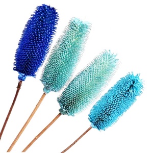 Nouvelle Arrivée Flora d'Été Fleurs Séchées Naturelles Blanches Dipsacus Sativus Fournisseurs de Fleurs pour <span class=keywords><strong>la</strong></span> Décoration Intérieure - Product Image 1