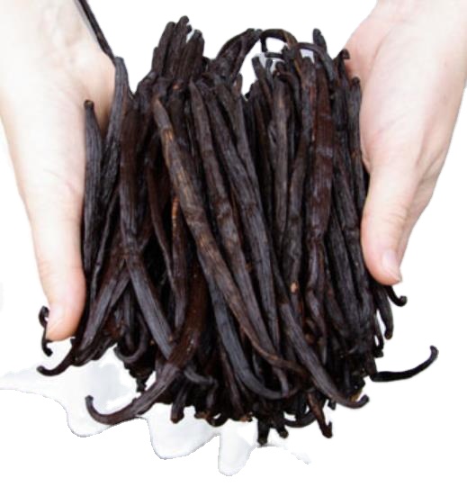 Premium quality Dried oily Vanilla planifolia pods whole Vanilla Beans for spice