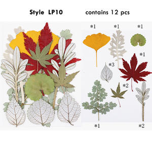 Planta herbílio para moldura de folhas prensadas, com pinças para scrapbooking, acessórios de velas diy, artesanato de joias - Product Image 2