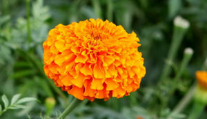 マリーゴールドエキスZeaxanthinマリーゴールドエキスルテイン20% パウダー - Product Image 3