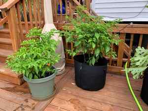 Bolsas de Cultivo para Jardinería de 5 Galones, Gruesas, No Tejidas, de 8x8 Pulgadas, con Asa de Cinta, Macetas con Logotipo Personalizado para Almacenamiento - Product Image 6