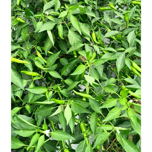 ¡De acuerdo! Aquí está el Título revisado, Chile fresco, embalaje personalizado, buen precio, hierbas de especias vietnamitas agrícolas congeladas, directo - Product Image 3