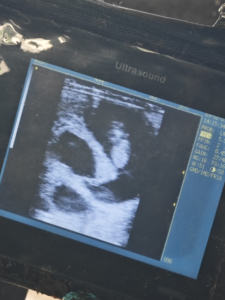 Échographe vétérinaire portable BW SUN-808F de 5,6 pouces - Product Image 3