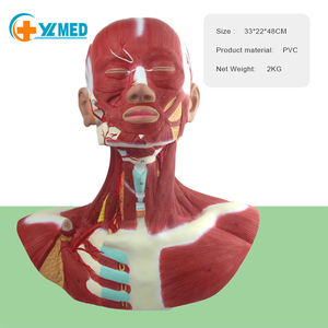 Modelo anatômico do músculo da cabeça e do pescoço, modelo para educação, modelo de cérebro com armadura externa - Product Image 2