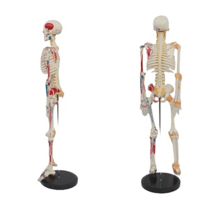 Modello di <span class=keywords><strong>Scheletro</strong></span> Umano da 85cm con Marcature Muscolari, Dischi Intervertebrali e Radici Nervose, Modello Completo in PVC per Insegnamento Medico - Product Image 3