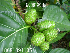 % 100% saf ve doğal sağlık takviyesi Premium doğal suda çözünür <span class=keywords><strong>Noni</strong></span> meyve tozu - Product Image 6