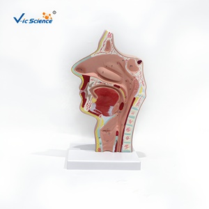 Modèle anatomique en plastique <span class=keywords><strong>de</strong></span> section sagittale des cavités orales et nasopharyngées pour <span class=keywords><strong>la</strong></span> formation médicale dans les écoles et les hôpitaux - Product Image 2