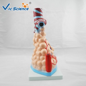 Modelo Anatómico de Alvéolo Ampliado para la Enseñanza de la Anatomía <span class=keywords><strong>del</strong></span> Sistema Respiratorio y la Enfermedad Pulmonar, con Certificación CE/ISO/ROHS/CNAS - Product Image 5