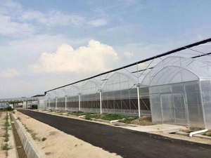 Cadre en acier galvanisé Film PE à travées multiples <span class=keywords><strong>Mini</strong></span> <span class=keywords><strong>serre</strong></span> complète clé en main avec système de chauffage au sol pour <span class=keywords><strong>semis</strong></span> - Product Image 2