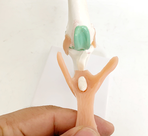 Hunde kniegelenk modell Stadien des Osteoporose modells für Hunde - Product Image 4