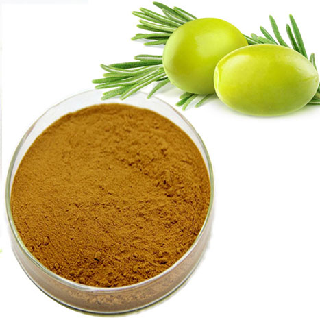 High quality Glossy Privet Fruit Olive Leaf Extract Oleanolic acid