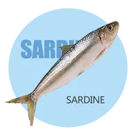 For Market Frozen Fish Mackerel Sardine Bonito Round Scad