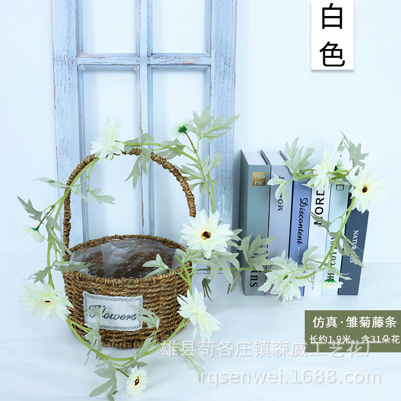 13 plants de tournesol blanc