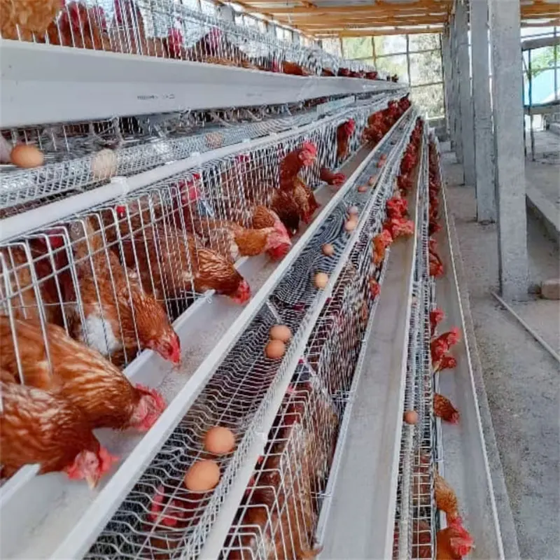Cage de ponte de poulet galvanisée automatique type A cages de poulet couche volaille pour l'agriculture