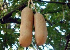 Estratto in Polvere di Kigelia Africana Springjia, Grado Alimentare 100% Puro in Confezione Bottiglia o Fusto - Product Image 2