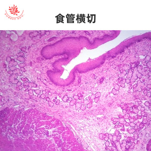 Muestras microscópicas del sistema digestivo, incluyendo preparados de estómago, esófago, intestino delgado y intestino grueso. - Product Image 3