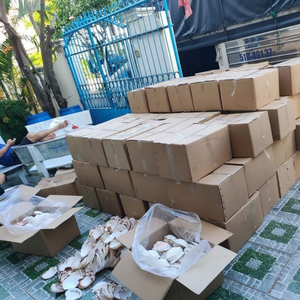 CONCHA DE CANGREJO NATURAL Y CONCHA DE ALZA-MATERIAL DECORATIVO - Product Image 1