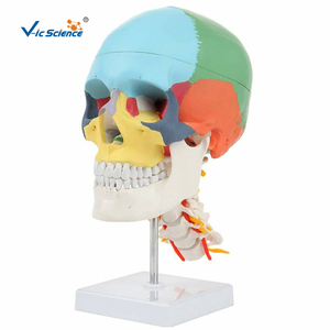 Cráneo Humano de Color con Columna <span class=keywords><strong>Cervical</strong></span>, Modelo de <span class=keywords><strong>Esqueleto</strong></span> Humano 170 - Product Image 2